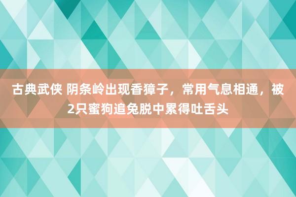 古典武侠 阴条岭出现香獐子，常用气息相通，被2只蜜狗追兔脱中累得吐舌头